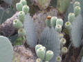 Opuntia streptacantha 0978.jpeg