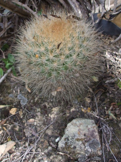Rebutia neocumingii ssp. pulquinensis..JPG