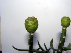 Rebutia neumanniana 2.jpg