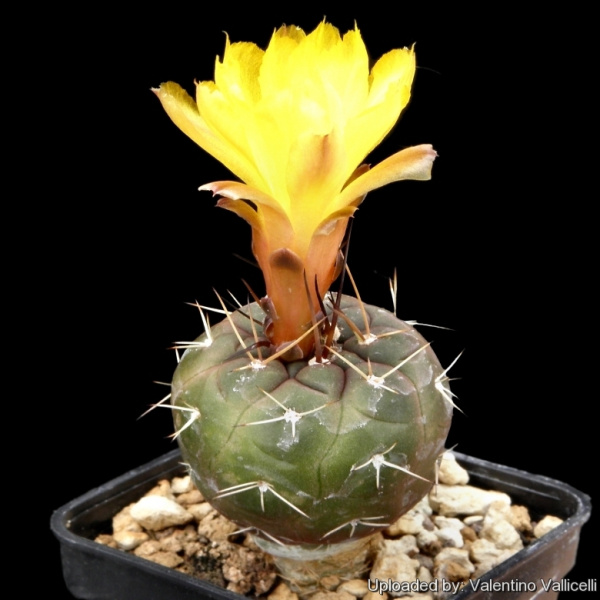 Файл:Rebutia neumanniana var. kargliana.jpg