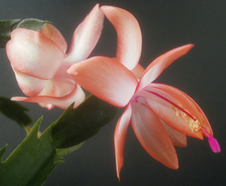 Файл:Schlumbergera 061 (own)2.jpg