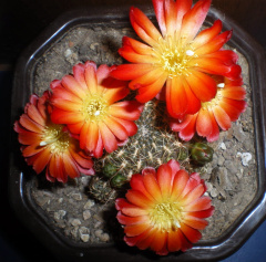 Sulcorebutia steinbachii bicolor3 kalinaalena.jpg