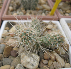 Tunilla corrugata.jpg