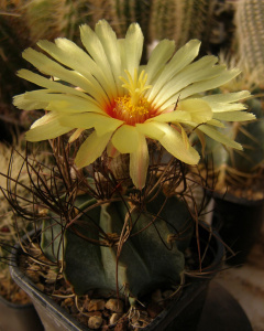 Astrophytum capricorne 3.jpg
