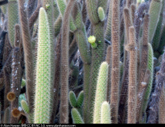 Bergerocactus emoryi 2.jpg