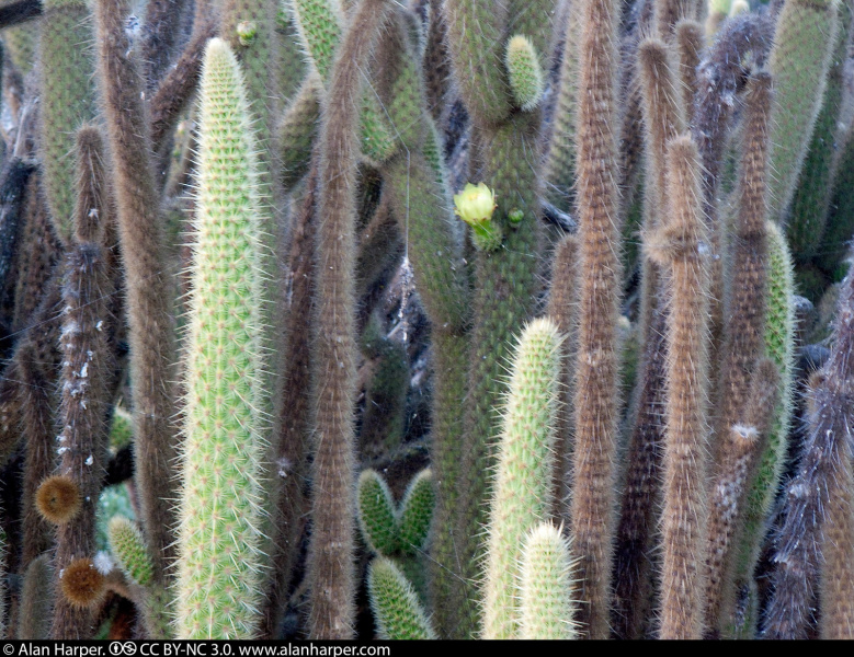 Файл:Bergerocactus emoryi 2.jpg