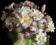 Blossfeldia liliputana.jpg