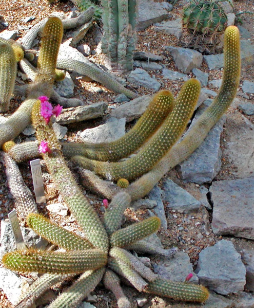 Файл:Cleistocactus icosagonus 1.jpg