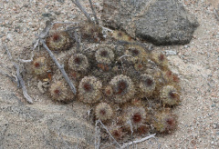 Copiapoa ahremephiana 2654.jpg