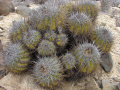 Copiapoa marginata 5.jpg