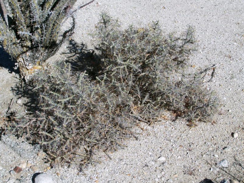 Файл:Cylindropuntia ramosissima 84.JPG