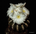 Discocactus horstii 4.jpg