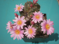 Echinocereus knippelianus 3.jpg
