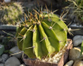 Echinopsis rhodotricha ssp. chacoana
