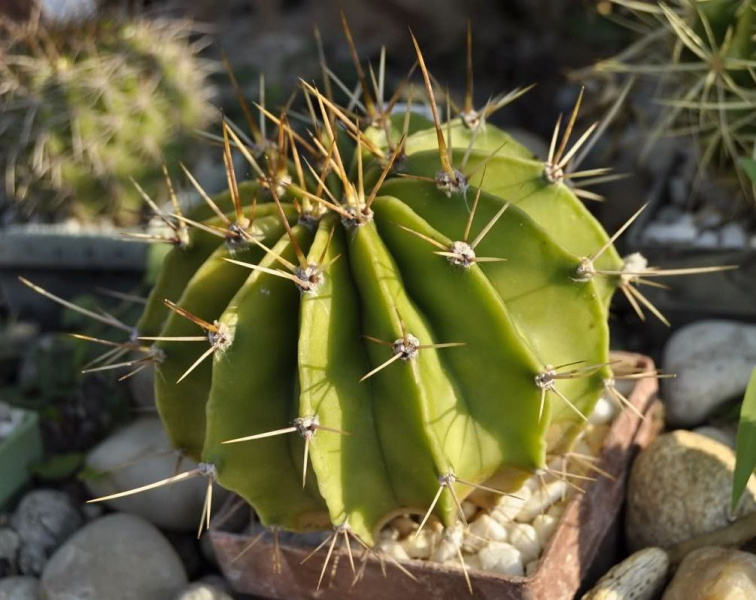 Файл:Echinopsis klingleriana.jpg