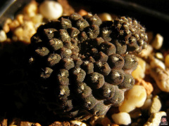 Eriosyce esmeraldana.jpg