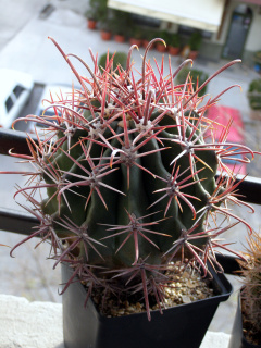 Ferocactus diguetii.JPG