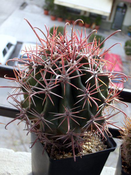 Файл:Ferocactus diguetii.JPG