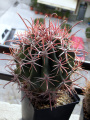 Ferocactus diguetii.JPG