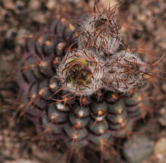 Frailea mammifera ssp. angelesiae.jpg