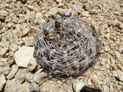 Gymnocalycium glaucum ssp. ferrarii 1.JPG