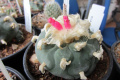 Lophophora fricii 4.jpg