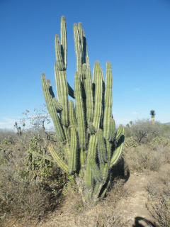 Stenocereus pruinosus 01.jpg