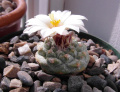 Strombocactus disciformis ssp. disciformis