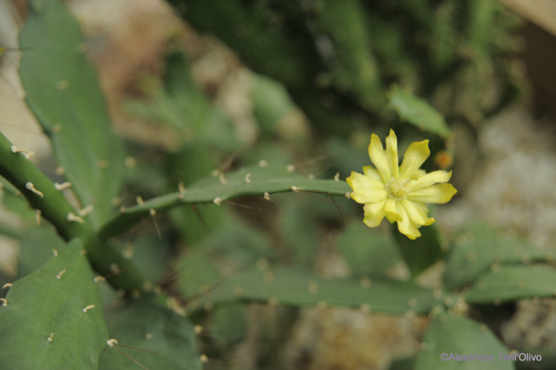 Файл:Brasiliopuntia brasiliensis DSC9960.jpg