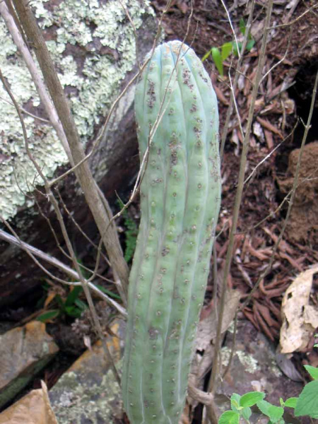 Файл:Cipocereus bradei 1.jpg