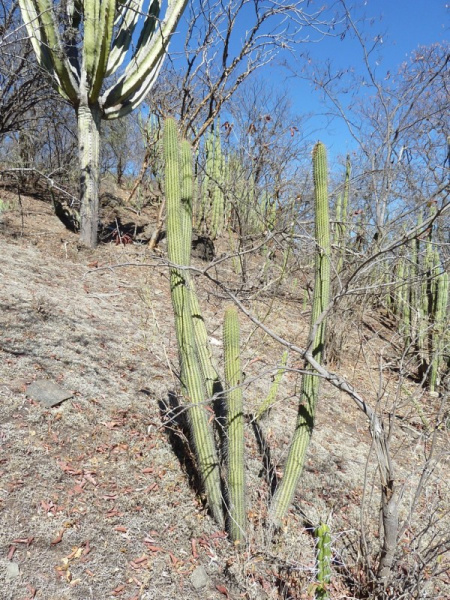 Файл:Cleistocactus parviflorus 10.JPG