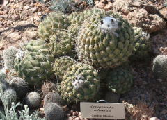 Coryphantha pallida ssp. calipensis.jpg