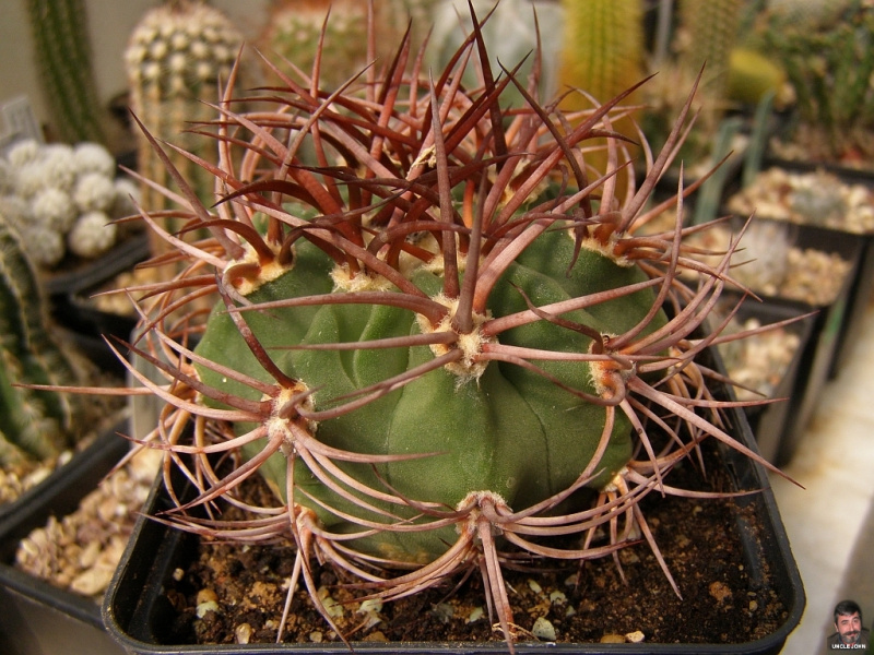 Файл:DENMOZA rhodacantha KP 178.jpg