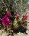 Echinocereus fasciculatus ssp. boyce-thompsonii 4h.JPG