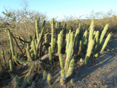 Echinopsis quadratiumbonata.JPG