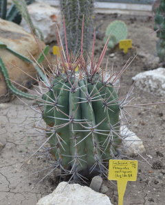 Ferocactus emoryi ssp. rectispinus 1.jpg
