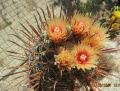 Ferocactus herrerae 2.jpg