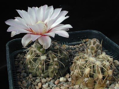 Gymnocalycium amerhauseri 2.jpg