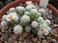 Mammillaria vetula ssp. gracilis 1.jpg