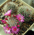 Mammillaria zeilmanniana 3.JPG
