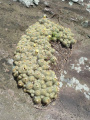 Parodia scopa ssp. neobuenekeri h2.JPG