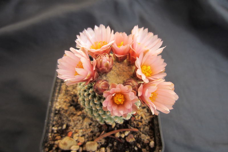 Файл:Pediocactus knowltonii SB304 20140413.JPG