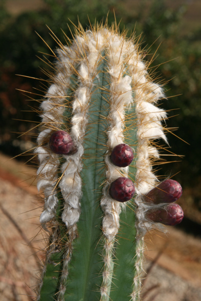 Файл:Pilosocereus albisummus 3.jpg