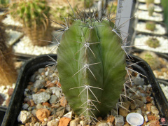 Polaskia chichipe.jpg