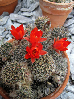 Rebutia ritteri 3.jpg