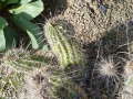 Echinocereus fasciculatus ssp. boyce-thompsonii.jpg