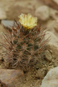 Eriosyce iquiquensis.jpg