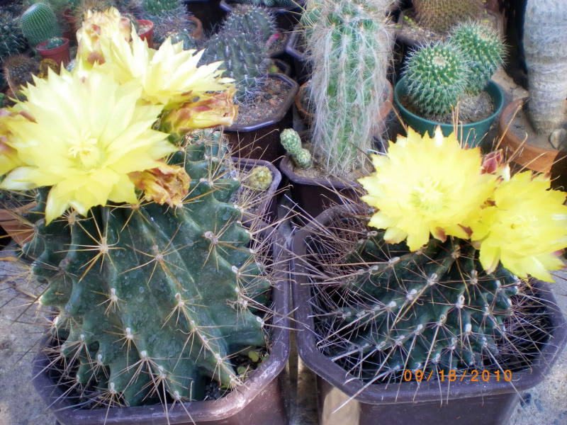 Файл:Ferocactus hamatacanthus ssp. sinuatus.jpg