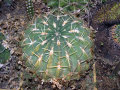 Ferocactus macrodiscus ssp. macrodiscus 3.JPG