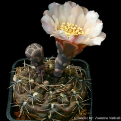 Gymnocalycium kieslingii f. castaneum 13030.jpg